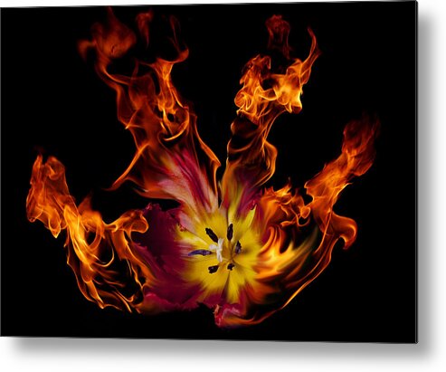 Tulip Metal Print featuring the photograph Flaming Parrot Tulip by Lori Hutchison