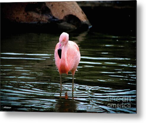 Flamingo Metal Print featuring the photograph Flamingo in Water by Veronica Batterson