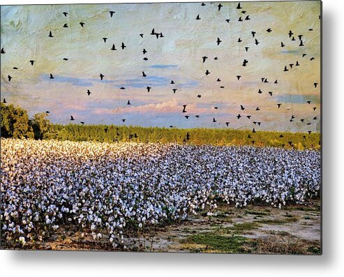 Landscapes Metal Print featuring the photograph Flight Over The Cotton by Jan Amiss Photography