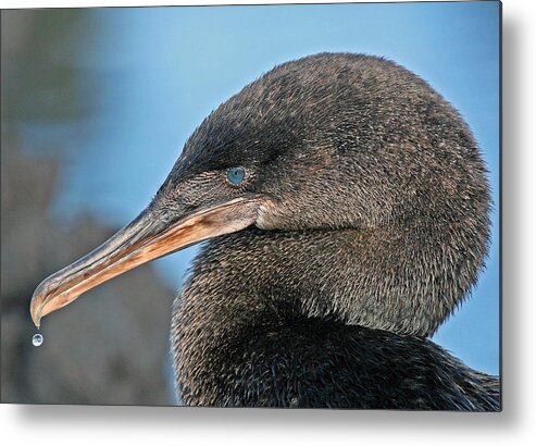 Flightless Cormorant Metal Print featuring the photograph Flightless Cormorant by Larry Linton