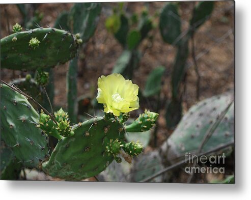 Cactus Metal Print featuring the photograph Flowering Cactus with a Pretty Pale Yellow flower Blossom by DejaVu Designs