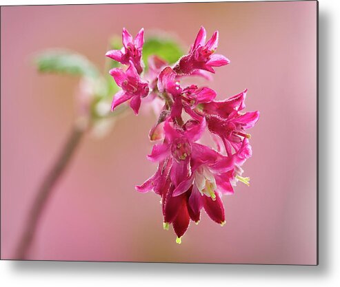 Plant Metal Print featuring the photograph Flowering Currant by Shirley Mitchell