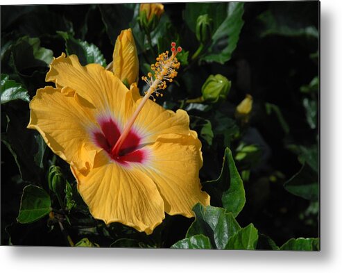 Hibiscus Flower Metal Print featuring the photograph Flowers 727 by Joyce StJames