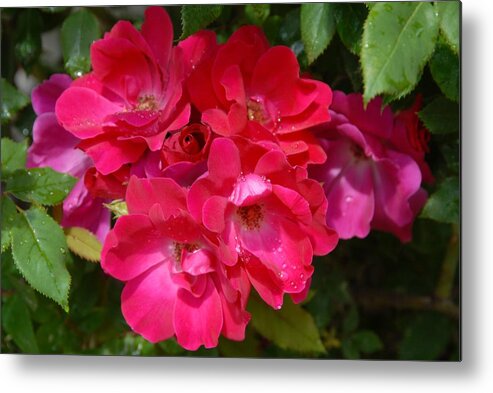 Rose Metal Print featuring the photograph Flowers 732 by Joyce StJames