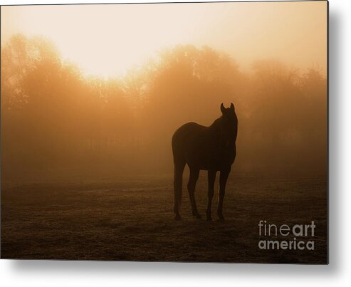 Arabian Metal Print featuring the photograph Foggy Dawn by Sari ONeal