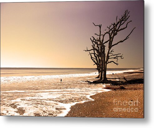Trees Metal Print featuring the photograph For Just One Day by Dana DiPasquale