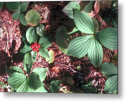 Crackel Berry Metal Print featuring the photograph Forest Floor by Douglas Pike