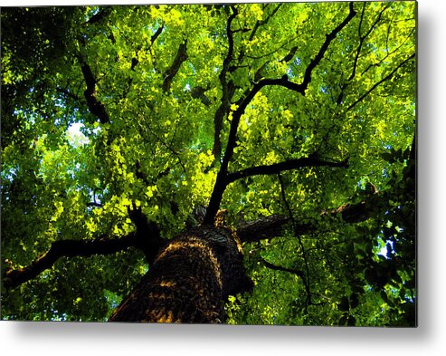 Forest Metal Print featuring the painting Forest top by David Lee Thompson