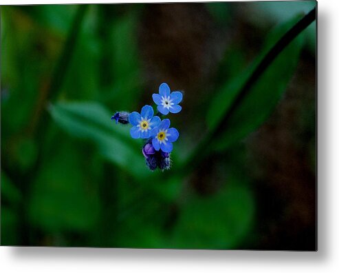 Forget Me Not Metal Print featuring the photograph Forget Me Not by Marilynne Bull