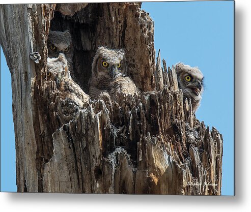 Great Horned Owls Metal Print featuring the photograph Four Owlets in a Tree Stump by Stephen Johnson