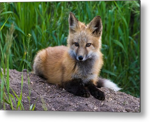 Red Fox Metal Print featuring the photograph Fox Kit at Dusk #1 by Mindy Musick King