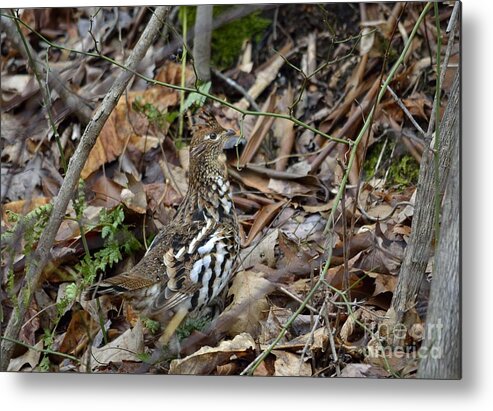 West Virginia Birds Metal Print featuring the photograph Framed RUGR by Randy Bodkins