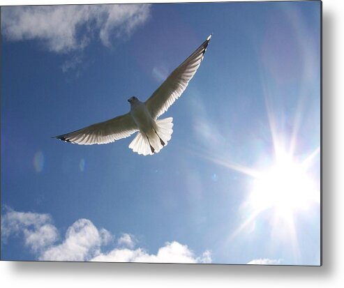 Gull Metal Print featuring the photograph Freedom - Photograph by Jackie Mueller-Jones