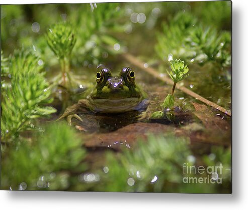 Frog Metal Print featuring the photograph Froggy by Douglas Stucky