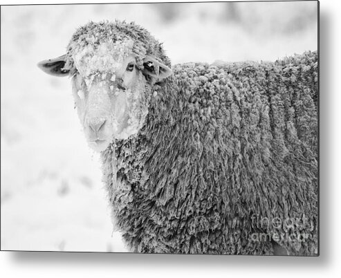 Sheep Metal Print featuring the photograph Frozen Dinner by Michael Dawson