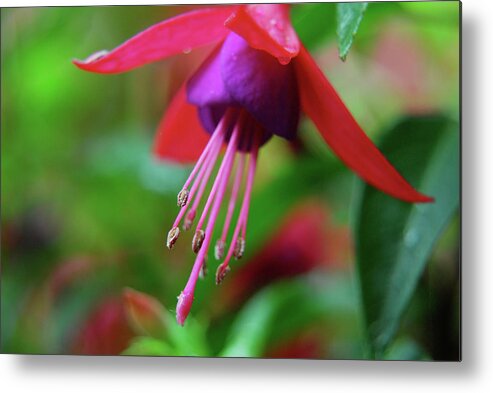 Fuchsia Metal Print featuring the photograph Fuchsia by Gregory Blank
