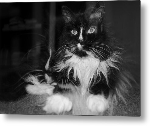 Adria Trail Metal Print featuring the photograph Furry Feline by Adria Trail