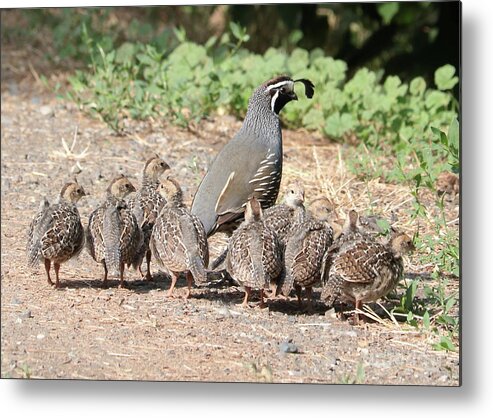 Quail Metal Print featuring the photograph Gathering of Quail Chicks with Dad by Carol Groenen