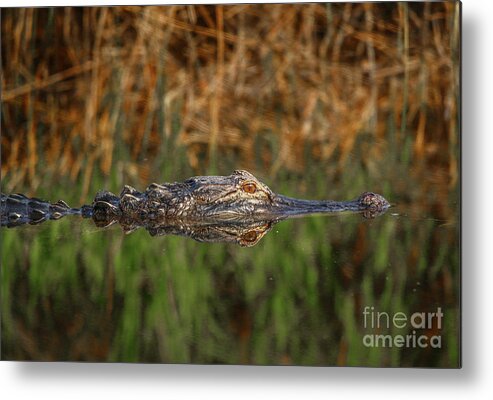Gator Metal Print featuring the photograph Gator in Canal by Tom Claud
