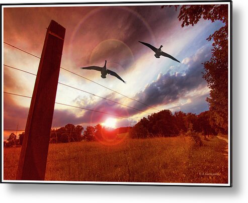 Canada Geese Metal Print featuring the photograph Geese Fly Over a Field at Sunset by A Macarthur Gurmankin