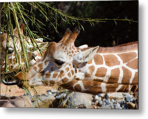 Giraffe Metal Print featuring the photograph Gentle Beauty by Donna Brown