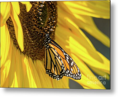 Cheryl Baxter Photography Metal Print featuring the photograph Giant Sunflower with Monarch by Cheryl Baxter