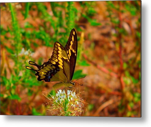 James Smullins Metal Print featuring the photograph Giant swallowtail butterfly by James Smullins