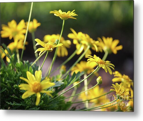 Daisy Metal Print featuring the photograph Glorious Yellow Daisies by Carol Groenen