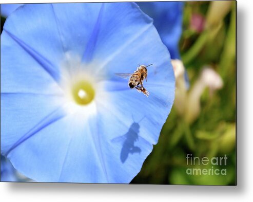 Morning Glory Metal Print featuring the photograph Glory Bee by Ken Williams