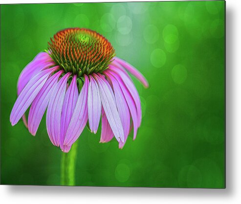 Flower Metal Print featuring the photograph Glowing Cone Flower by Cathy Kovarik