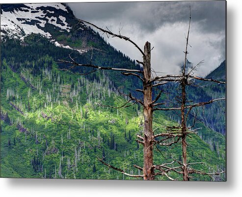Scenic Metal Print featuring the photograph Glacier Sunlight by Doug Davidson