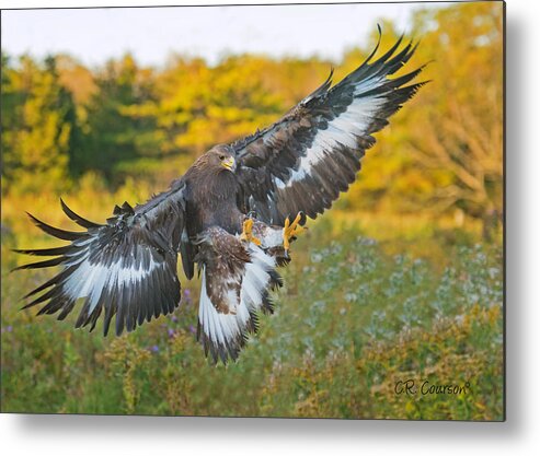 Golden Eagle Metal Print featuring the photograph Golden Eagle by CR Courson
