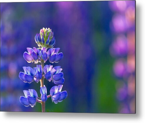 Lupine Metal Print featuring the photograph Golden Hour Lupine by Mary Amerman