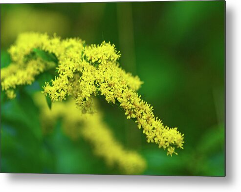 Goldenrod Metal Print featuring the photograph Goldenrod by Paul Mangold
