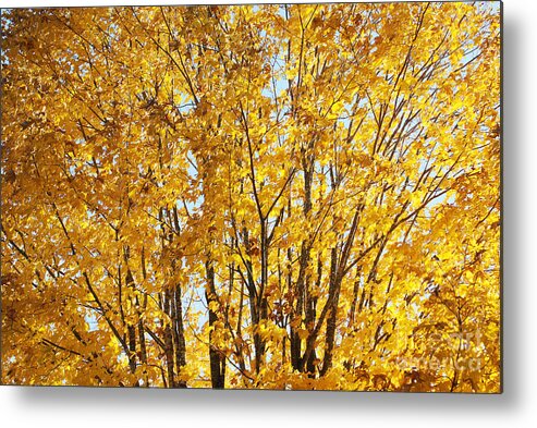 Tree Metal Print featuring the photograph GoldenYellows by Aimelle Ml