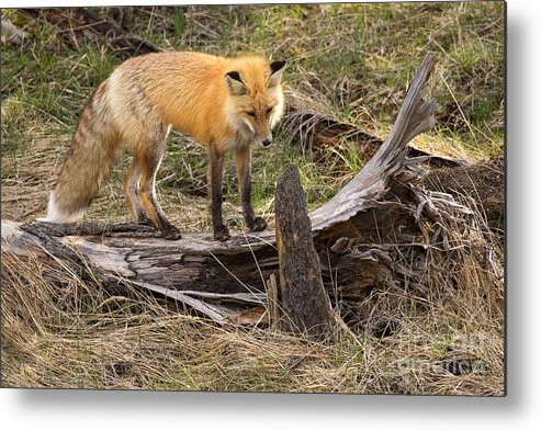 Red Fox Metal Print featuring the photograph Good Listener by Aaron Whittemore
