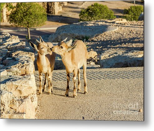 Morning Metal Print featuring the photograph Good morning kiss by Arik Baltinester