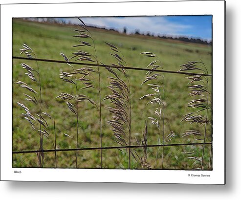  Metal Print featuring the photograph Grain by R Thomas Berner