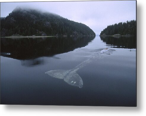 00117704 Metal Print featuring the photograph Gray Whale Clayoquot Sound by Flip Nicklin