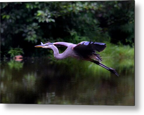 Great Blue Heron Metal Print featuring the photograph Graceful by Colleen Phaedra