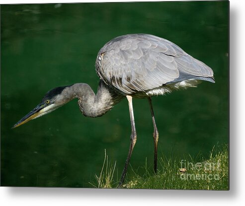 Animal Metal Print featuring the photograph Great Blue Heron series by Tom Brickhouse