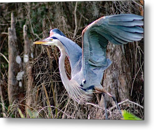 Nature Metal Print featuring the photograph Great Blue Heron - Signed by DB Hayes