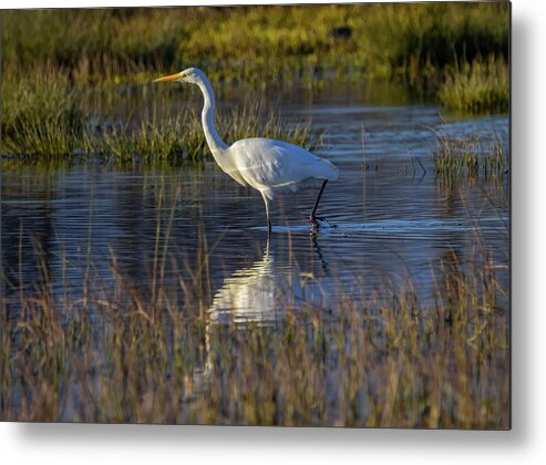 Pond Metal Print featuring the photograph Great egret, ardea alba, in a pond by Elenarts - Elena Duvernay photo