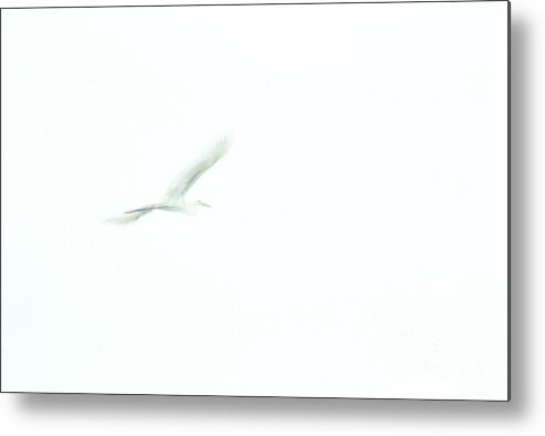 Great White Egret Metal Print featuring the photograph Great White Egret Impressionistic Style by John Harmon