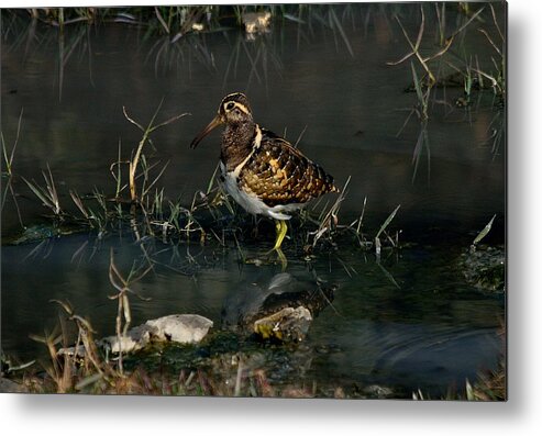 Painted Metal Print featuring the photograph Greater Painted Snipe by Manjot Singh Sachdeva