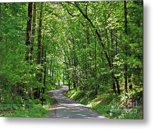 Woods Metal Print featuring the photograph Green Beauty In The Cove by Lydia Holly