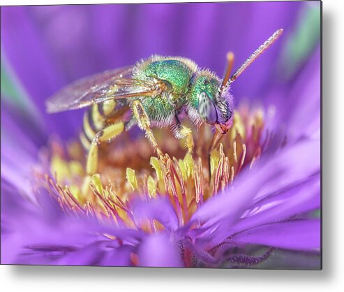 Agapostemon Virescens Metal Print featuring the photograph Green Halictid bee on purple Aster by Jim Hughes