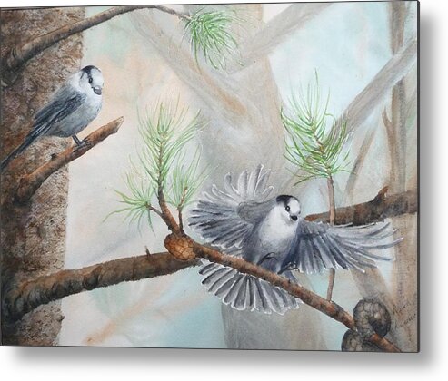 Grey Jay Metal Print featuring the painting Grey Jays in a Jack Pine by Ruth Kamenev