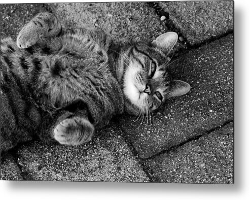 Cats Metal Print featuring the photograph Ground Work by Angie Tirado