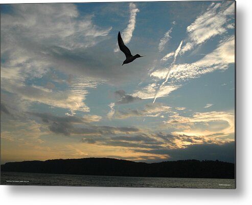 Photo Metal Print featuring the photograph Gull Over The Hudson by Frank Mari